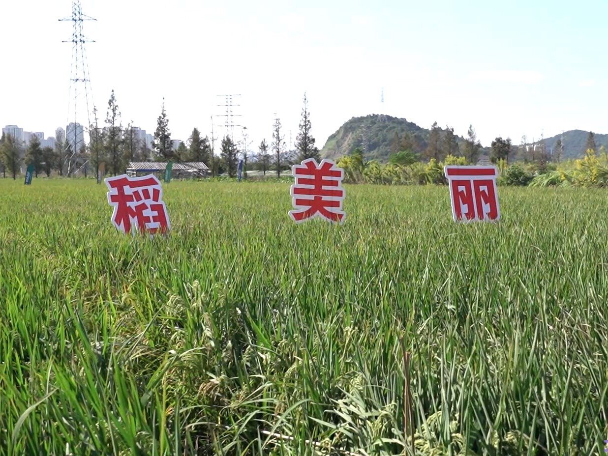 台州农资公司：一浇两喷“稻美丽” 防病抗逆提品质