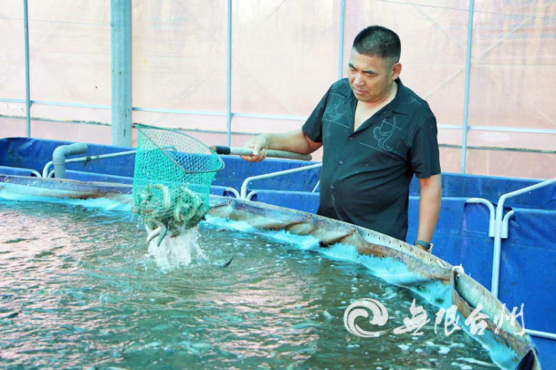 高密度泥鳅的养殖,温岭：农民自创高密度养殖法产量是原来的24